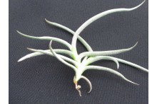 Tillandsia landbeckii