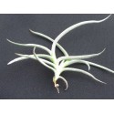 Tillandsia landbeckii