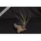 Tillandsia hammeri