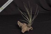 Tillandsia hammeri