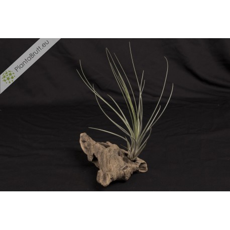Tillandsia hammeri