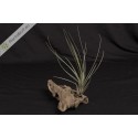 Tillandsia hammeri