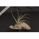 Tillandsia schiedeana x baileyi