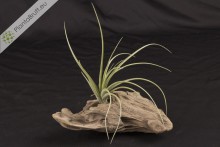 Tillandsia schiedeana x baileyi