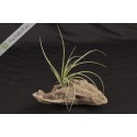 Tillandsia schiedeana x baileyi