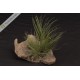 Tillandsia seideliana