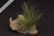 Tillandsia seideliana