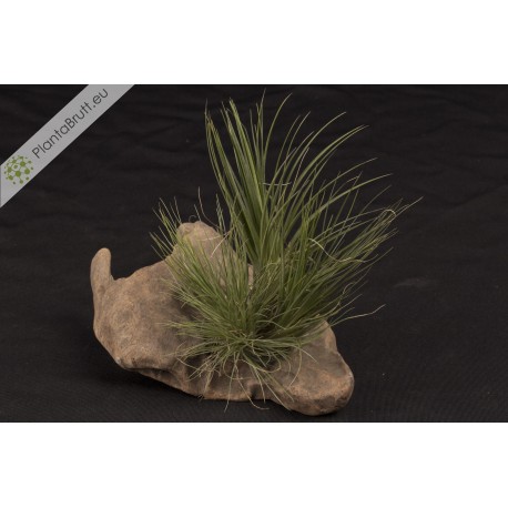 Tillandsia seideliana