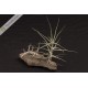 Tillandsia caerulea fragrant