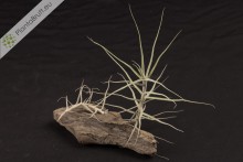 Tillandsia caerulea fragrant
