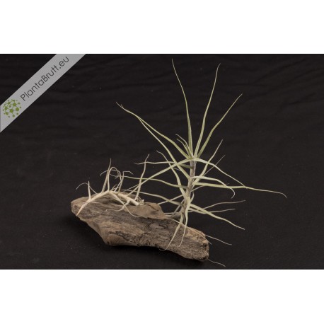 Tillandsia caerulea fragrant