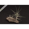 Tillandsia caerulea fragrant