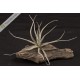 Tillandsia lepidosepala