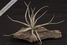 Tillandsia lepidosepala