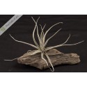 Tillandsia lepidosepala