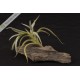 Tillandsia myosura