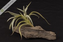 Tillandsia myosura