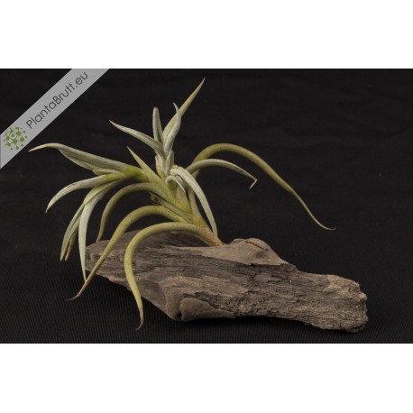 Tillandsia myosura