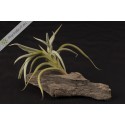 Tillandsia myosura
