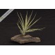 Tillandsia rectifolia