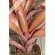 Neoregelia farinosa