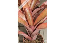 Neoregelia farinosa