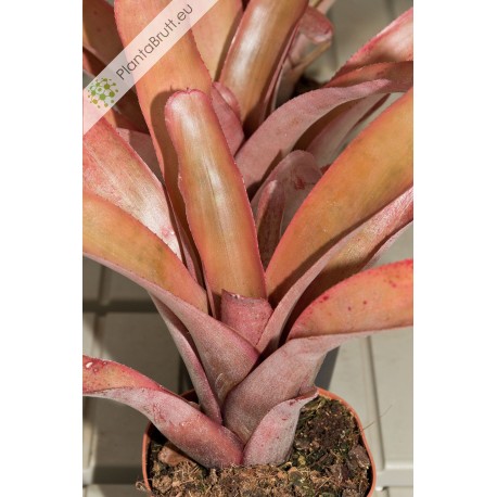 Neoregelia farinosa