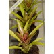 Neoregelia Cheers