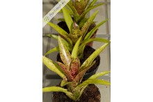 Neoregelia Cheers
