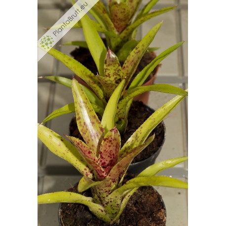 Neoregelia Cheers