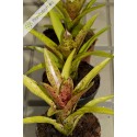 Neoregelia Cheers