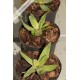 Neoregelia lilliputeana