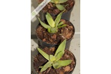 Neoregelia lilliputeana
