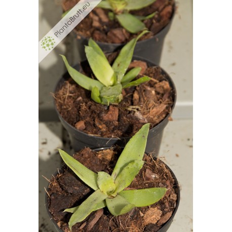 Neoregelia lilliputeana