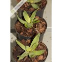 Neoregelia lilliputeana
