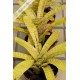 Neoregelia tigrina