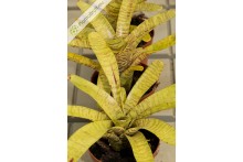 Neoregelia tigrina