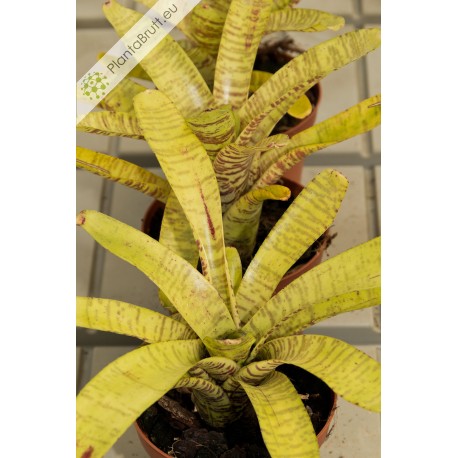 Neoregelia tigrina