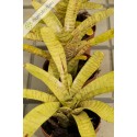 Neoregelia tigrina