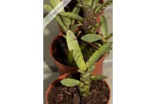Neoregelia ampullacea var. tigrina
