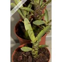Neoregelia ampullacea var. tigrina