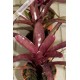 Neoregelia Midas