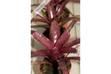 Neoregelia Midas