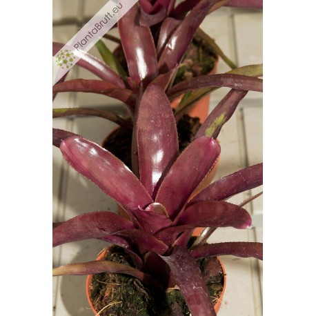 Neoregelia Midas