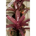 Neoregelia Midas