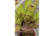 Neoregelia Tiger