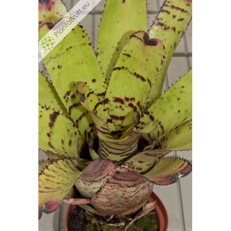 Neoregelia Tiger