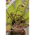 Neoregelia Tiger