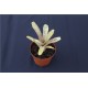 Neoregelia tigrina