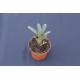 Neoregelia ampullacea tigrina